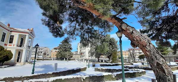 Πεύκο έγειρε στο δημοτικό ωδείο της Κοζάνης