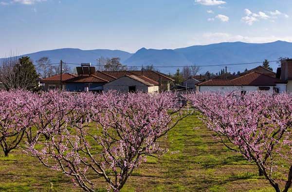 Στο National Georgaphic οι ανθισμένες ροδακινιές της Βέροιας