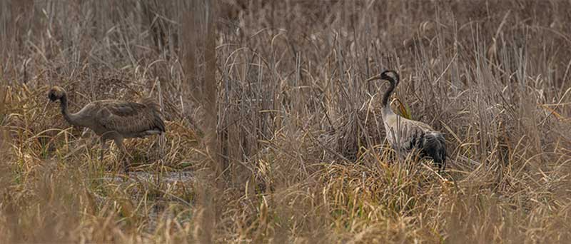 Δύο γερανοί (Grus grus) έκαναν μια στάση στην λίμνη Καστοριάς για να ξαποστάσουν πριν το μακρινό ταξίδι τους