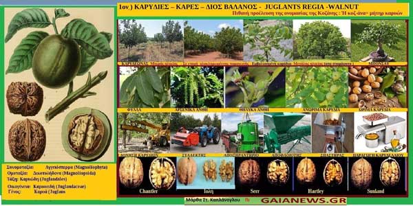 1ον) Καρυδιές-Κάρες-Δίος Βαλάνος-Juglans Regia-Walnut