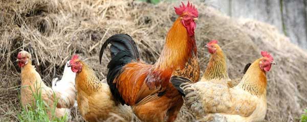 Εντείνεται η ενεργητική επιτήρηση της νόσου των πτηνών στην Καστοριά