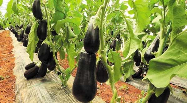 Εμφάνιση του επιβλαβούς οργανισμού Eggplant mottled crinkle virus EMCV (Ιός της ποικιλοχλώρωσης με ρυτίδωση της μελιτζάνας)