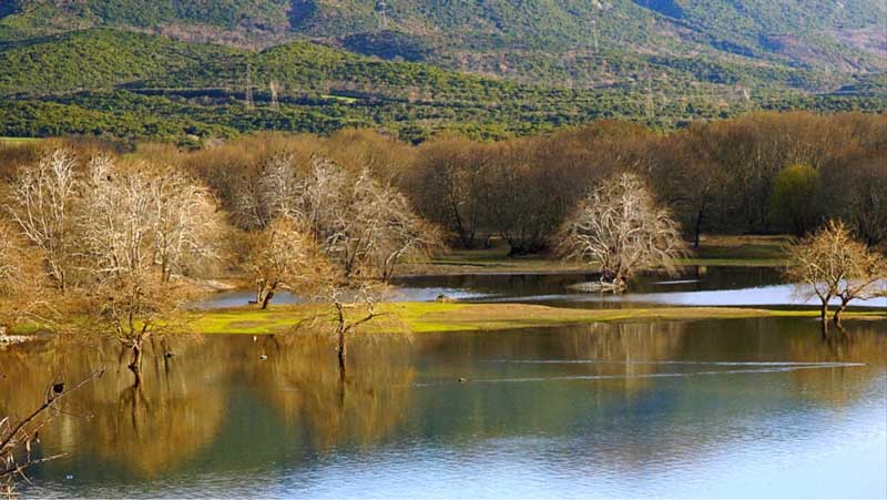 Το Πλατανόδασος στο Ρύμνιο