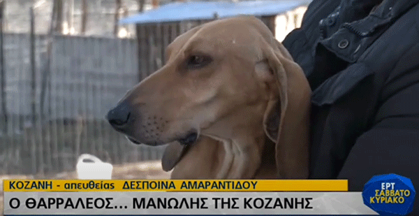 Ο θαρραλέος … Μανώλης της Κοζάνης