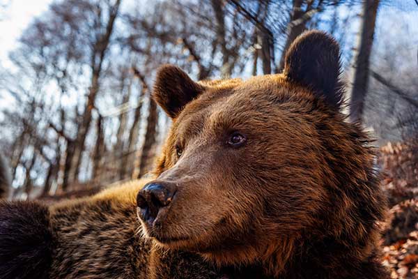 “ΑΡΚΤΟΥΡΟΣ”: Το καταφύγιο της αρκούδας ανοίγει και πάλι το Σάββατο 1 Μαΐου