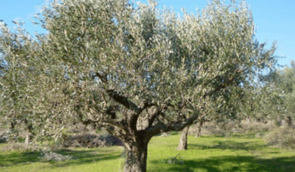 ΥΠΑΑΤ: Ανακλήθηκε η Πιστοποίηση Δραστηριότητας Εταιρείας που είχε διακινήσει 12.531 κιλά ελαιολάδου με την Καταχρηστική ένδειξη «ΚΑΛΑΜΑΤΑ ΠΟΠ»