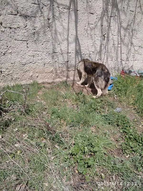Καστοριά: Η Πυροσβεστική έσωσε σκύλο που σφήνωσε το κεφάλι του σε μαντρότοιχο (φωτογραφίες – βίντεο)