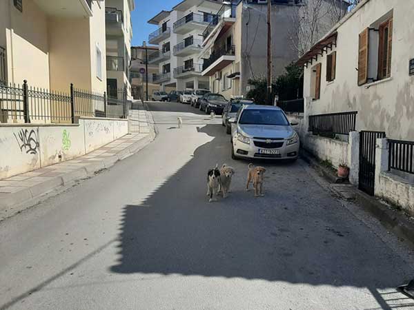 Τέσσερα κουτάβια στη γειτονιά μας