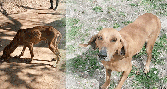 Έγινε καλά και χρειάζεται σπιτικό ο Μανώλης, ο σκύλος που βρέθηκε σκελετωμένος στον Κρόκο Κοζάνης (βίντεο)