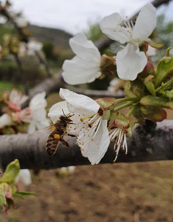 Γιώργος Κασαπίδης: “Μέλισσα η ευλογημένη”