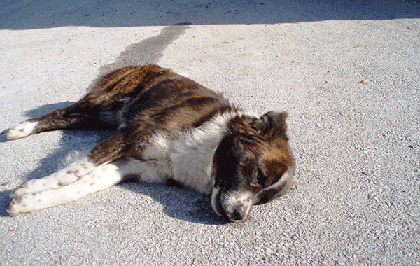 Νεκρά σκυλιά στο Νεστόριο Καστοριάς