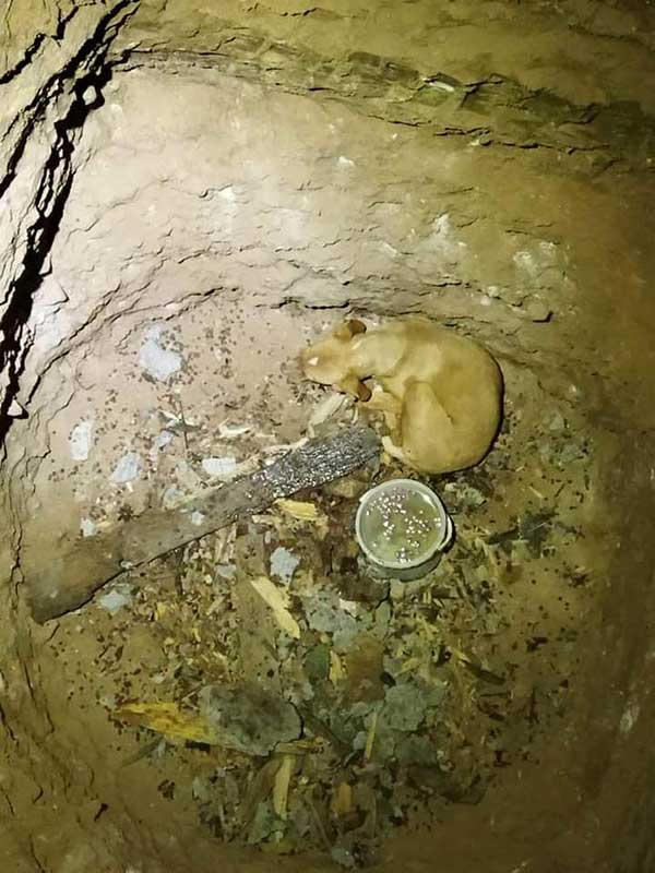 Πυροσβέστες της Πτολεμαΐδας απεγκλώβισαν ένα σκυλάκι που είχε πέσει σε πηγάδι 13 μέτρων