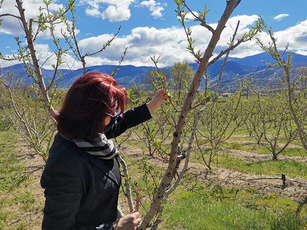 Η Παρασκευή Βρυζίδου για τις αποζημιώσεις των δενδροκαλλιεργητών της ΠΕ Κοζάνης εξαιτίας του παγετού