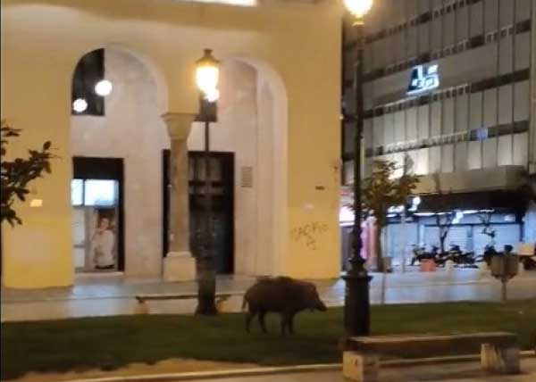Αγριογούρουνο έφτασε μέχρι την Αριστοτέλους (video)