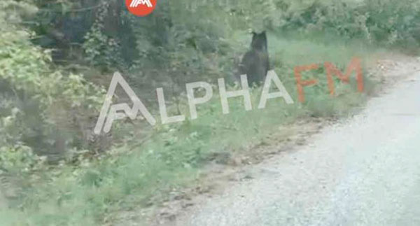 Αμπελοχώρι Καστοριάς-Αρκούδα σχεδόν μέσα στο χωριό (Βίντεο)