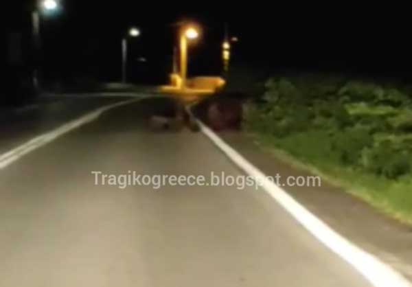 Αρκούδα με τρία αρκουδάκια στην περιοχή της Πέτρας (Βίντεο)