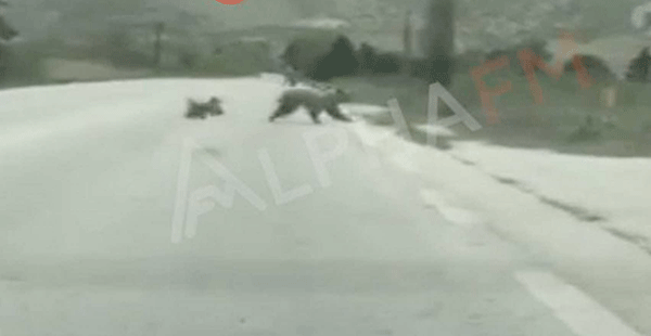 Καστοριά: Κατηφόρισαν πάλι οι αρκούδες κι έγινε χαμός (video)