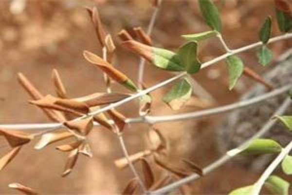 Εμφάνιση του επιβλαβούς οργανισμού καραντίνας Xylella fastidiosa σε δενδρύλλια ελιάς καταγωγής Ισπανίας στην Κύπρο