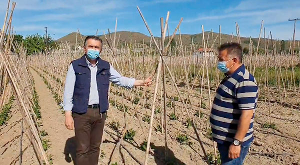 Γιώργος Κασαπίδης: Σκοπός είναι να αναδείξουμε την ποιοτική υπεροχή των αναρριχόμενων φασολιών της Δυτικής Μακεδονίας