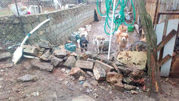 Βάρβαρες συμπεριφορές Δήμου Σιάτιστας και πολιτών κατά αδέσποτων ζώων στη Σιάτιστα. Κόλαση και το παράνομο δημοτικό κυνοκομείο Σιάτιστας