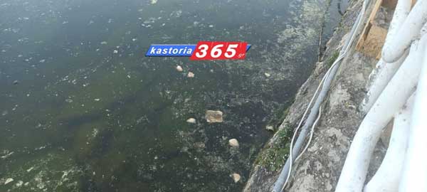 Ένας άριστος θηρευτής στη λίμνη Καστοριάς εν ώρα δράσης.. Λιμνόφιδο (φωτογραφίες βίντεο)