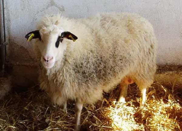 Το πρόβατο Φλώρινας-Πελαγονίας είχε την τιμητική του σε εκδήλωση της ΕΔΟΚ στην Αθήνα