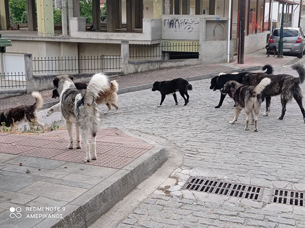 Πολλά τα αδέσποτα στην Αιανή