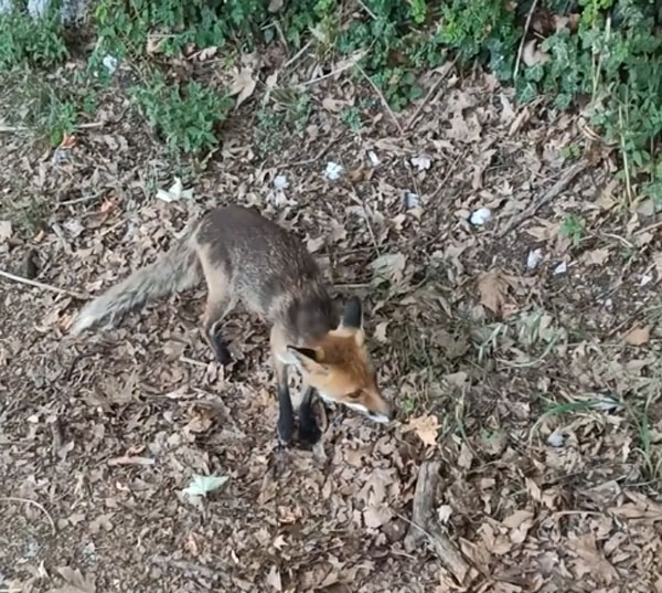 Καστοριά: Η τραυματισμένη αλεπού της γυρολιμνιάς (βίντεο)