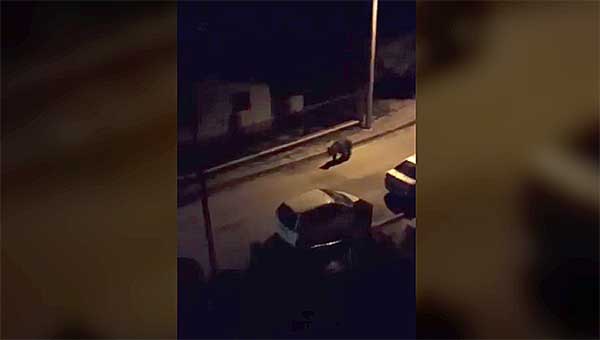 Κόβει (πάλι) βόλτες στη Χλόη Καστοριάς η αρκούδα – Βίντεο