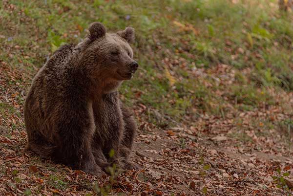 Αυξημένη κινητικότητα αρκούδων σε περιοχές του Δ. Φλώρινας και του Δ. Αμυνταίου