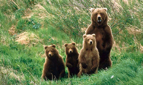 Φιλώτας Αμυνταίου: Ζημίες σε κερασιές έκανε αρκούδα με τα αρκουδάκια της