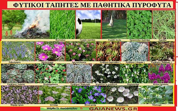 Χρήση φυτικών ταπήτων με παθητικά πυρόφυτα & άλλες προφυλάξεις για προστασία από φωτιά