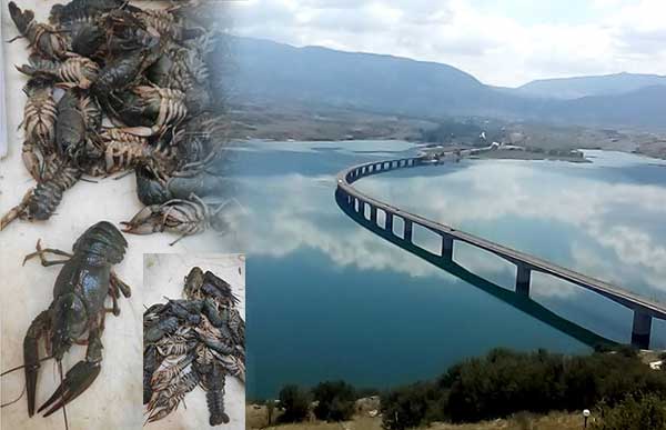Απαγόρευση της αλιείας καραβίδας για έναν χρόνο – Κουρτίδης: Η λίμνη Πολυφύτου έπρεπε να έχει κλείσει χθες