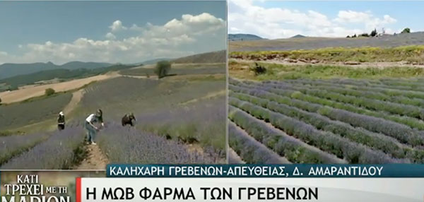 Μία φάρμα γεμάτη ανθισμένες λεβάντες στα Γρεβένα- Η ζωντανή σύνδεση της ΕΡΤ