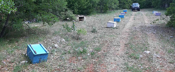 Εμφάνιση αρκούδας στη Νέα Χαραυγή
