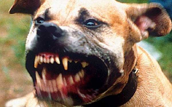 Σιάτιστα: Επίθεση σκύλου σε 3 άτομα
