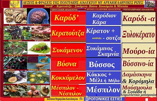 Λέξεις και φράσεις της ποντιακής διαλέκτου με ρίζες από την αρχαιοελληνική διάλεκτο: Καρύδ’ – Κερατούτζα – Συκάμενα – Βύσνα – Κοκκύμελα & Μέσπιλα