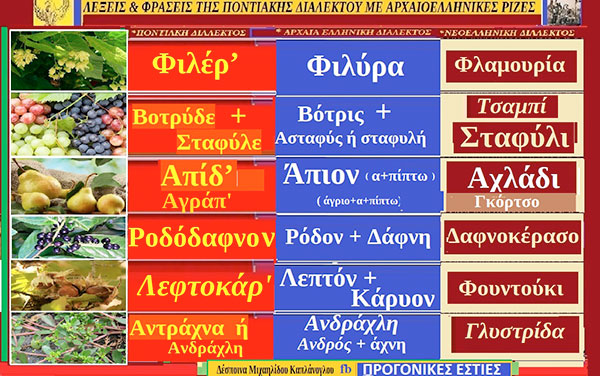 Λέξεις και φράσεις της Ποντιακής διαλέκτου με ρίζες από την αρχαιοελληνική διάλεκτο:Φιλέρ’- Βοτρύδε & σταφύλε – Απίδ’ – Ροδόδαφνον -– Λεφτοκάρ’ – Αντράχνα, ή Ανδράχλη