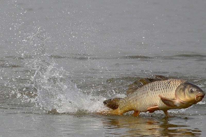 Έγκριση διοργάνωσης αγώνα αθλητικής αλιείας κυπρίνου, στην τεχνητή λίμνη Πολυφύτου από 3 ως 5 Οκτωβρίου 2025