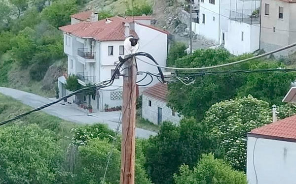 Σε κολώνα της ΔΕΗ ανέβηκε ο γάτος Τομ στη Σιάτιστα-Επιχείρηση διάσωσης