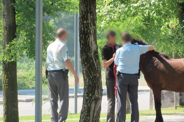 Άλογο έκοβε βόλτες στην Χλόη – «Συνελήφθη» από την αστυνομία (Φώτο & Βίντεο)