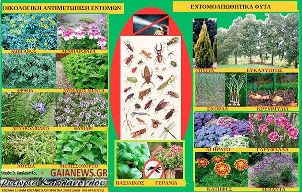 Οικολογική αντιμετώπιση εντόμων εντομοαπωθητικά φυτά Α