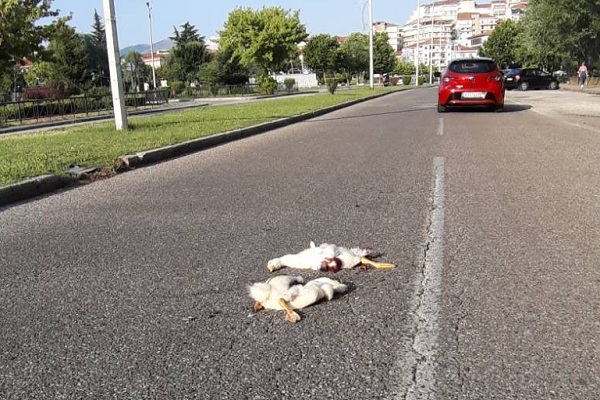 Ασυνείδητος οδηγός στην Καστοριά παρέσυρε και σκότωσε χήνες