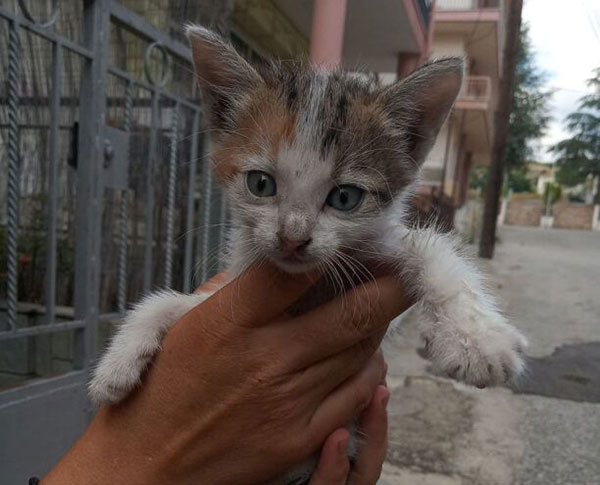 Καστοριά: Σώθηκε γατάκι που εγκλωβίστηκε σε ακατοίκητο σπίτι