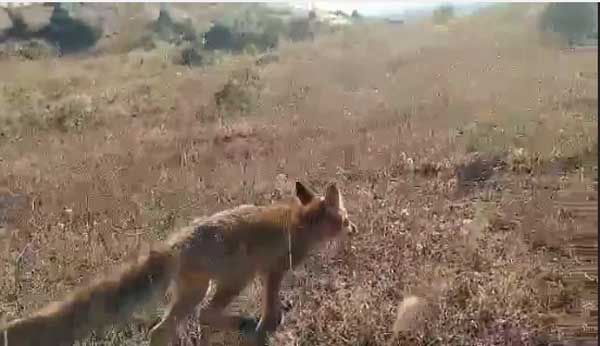 Η περιπέτεια για το μικρό αλεπουδάκι, μετά το τροχαίο στη γυρολιμνιά, είχε αίσιο τέλος (βίντεο)