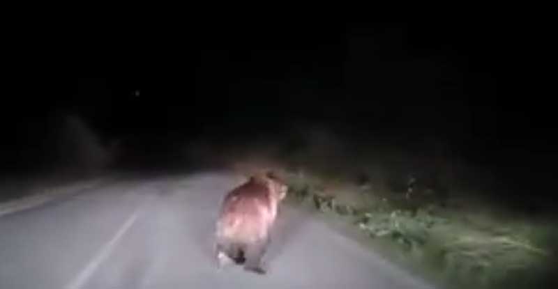 Καστοριά: Απρόσμενη συνάντηση με αρκούδα (βίντεο)