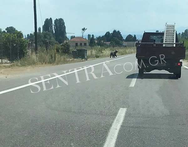Αρκούδα έξω από το Μαυροχώρι – Φωτογραφίες & βίντεο