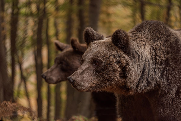 Αρκτούρος: Γνωρίστε τις αρκούδες του καταφυγίου