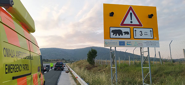 Τροχαίο ατύχημα με θύμα νεαρή ενήλικη αρκούδα