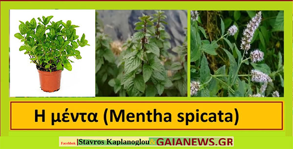Μέντα -Μίνθη – Mentha – Μenta spicata & Υβρίδιο Μenta aquatica και Μenta spicata Ιατροφαρμακευτικές ιδιότητες- του Σταύρου Π. Καπλάνογλου